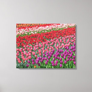Kleurrijke tulpenveld uitzicht canvas print