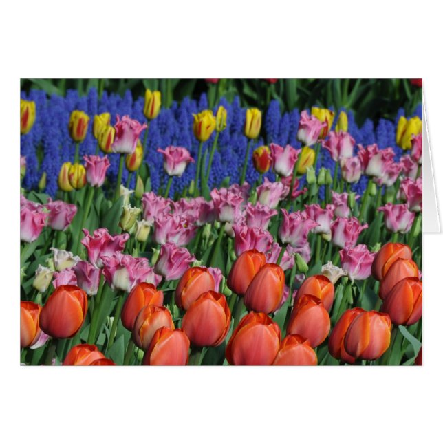 Kleurrijke veertulpen (Voorkant Horizontaal)