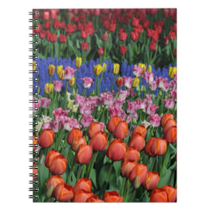 Kleurrijke veertulpen notitieboek