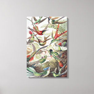 Kleurrijke Vintage Ernst Haeckel Kolibrie Poster Canvas Afdruk