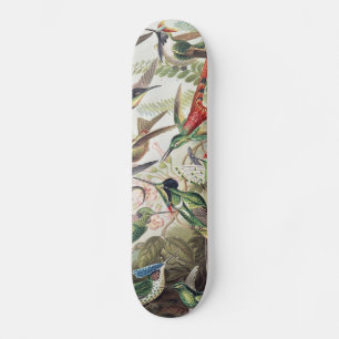 Kleurrijke Vintage Hummingbird Poster van Ernst Ha Skateboard