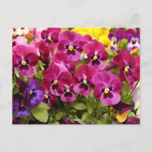 Kleurrijke viooltjesbloemen in de tuin  briefkaart