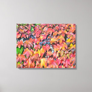 KLEURRIJKE VIRGINIA CREEPER VASTKLAMPEN AAN DE MUU CANVAS AFDRUK