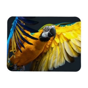 Kleurrijke vliegende ara op een donkere achtergron magneet