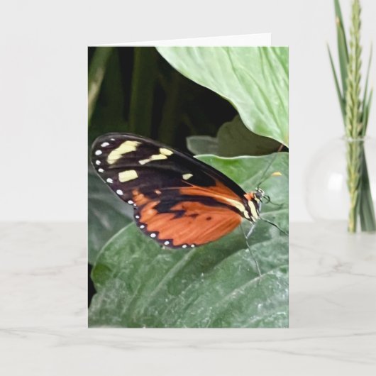 Kleurrijke Vlinder Groet  Kaart (Voorkant)