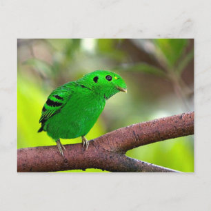 Kleurrijke vogels briefkaart