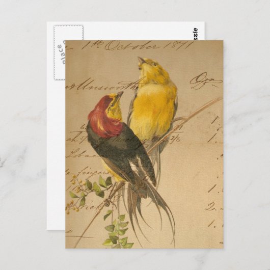 kleurrijke vogels op langger papier briefkaart (Voorkant / Achterkant)