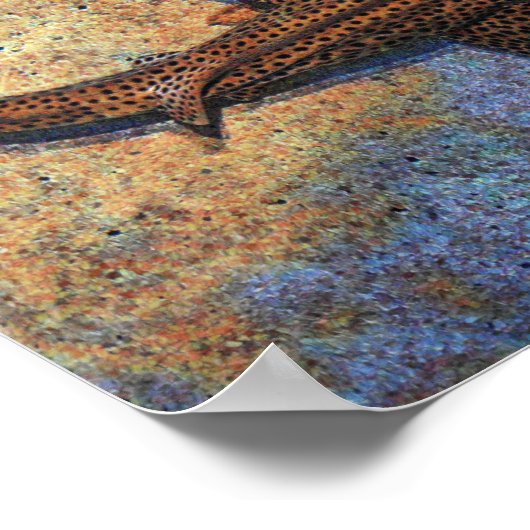 Kleurrijke Zebra haai Poster (Hoek)