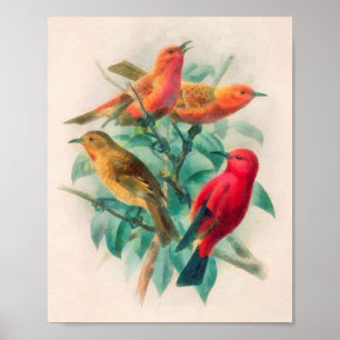 Kleurrijke zongvogels en groene bladeren poster