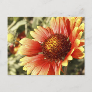Kleurrijke Zonnige Deken Bloem Gaillardia Foto Briefkaart
