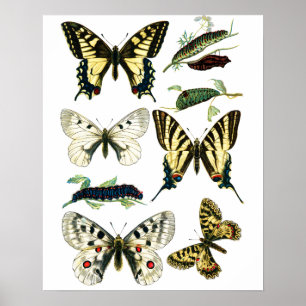 Kleurrijke zweetstaart Butterfly, Caterstyle & Mot Poster