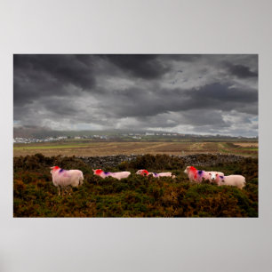 Kleurschapen Poster