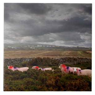 Kleurschapen Tegeltje