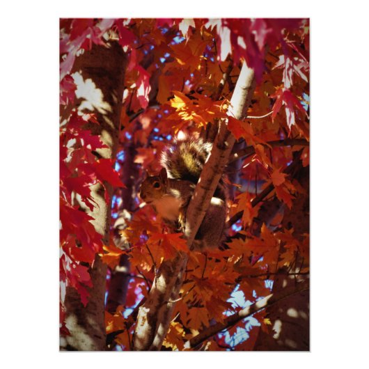 "Kleurverspreide ritter" Foto Afdruk (Voorkant)