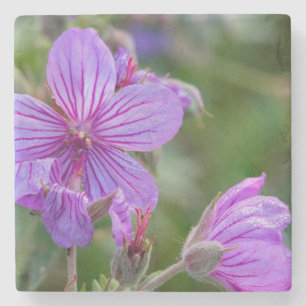 Klevende geranium wilde bloemen stenen onderzetter