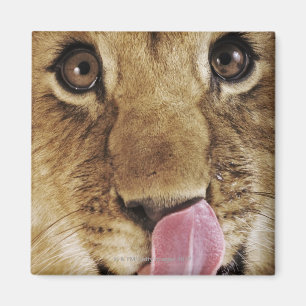 Klikneus (Panthera leo), close-up Magneet