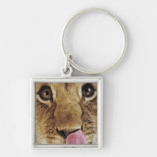 Klikneus (Panthera leo), close-up Sleutelhanger