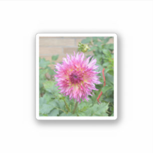 Klikster met roze dahlia sticker
