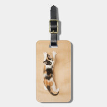 KlimaatCalico Kitten