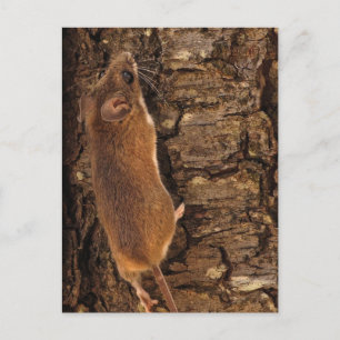 Klimboom muis briefkaart