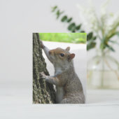 Klimboom van de eekhoorn briefkaart (Staand voorkant)