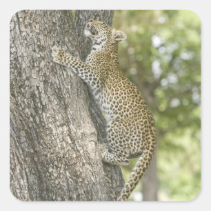 Klimmen van jonge mannelijke luipaard (Panthera Pa Vierkante Sticker