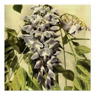 Klimmende Wisteria-vinnen Acrylverf Perfect Poster