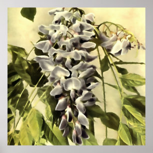 Klimmende Wisteria-vinnen Acrylverf Poster