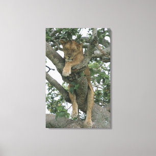 Klimmerlionen (Panthera leo), koningin Canvas Afdruk