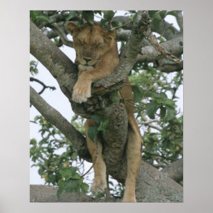 Klimmerlionen (Panthera leo), koningin Poster