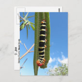 Klimpijleras Briefkaart (Voorkant / Achterkant)