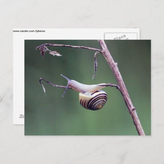 Klimslak Briefkaart (Voorkant / Achterkant)