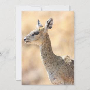 Klipspringer-antilope Feestdagenkaart