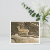 Klipspringer Briefkaart (Staand voorkant)