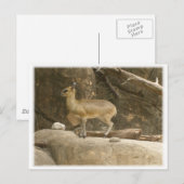 Klipspringer Briefkaart (Voorkant / Achterkant)