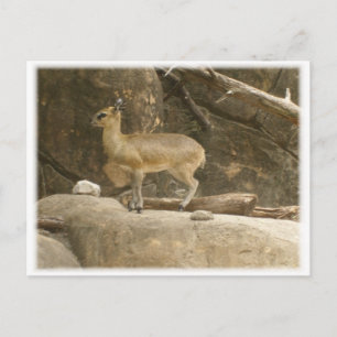 Klipspringer Briefkaart