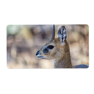 Klipspringer Portrait Etiket