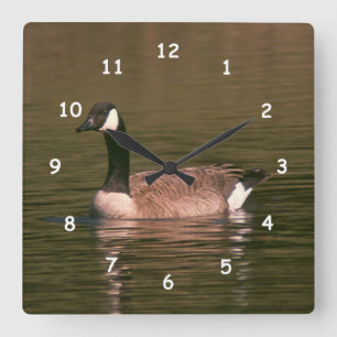 Klok - Canadese gans