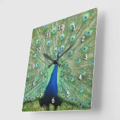 Klok - Peacock Tail Feathers (Hoek)