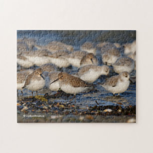 Klok van Dunlins en Sanderlings bij het strand Legpuzzel