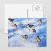 Klok van het huis Sparrows "Passer domesticus" op Briefkaart (Voorkant / Achterkant)