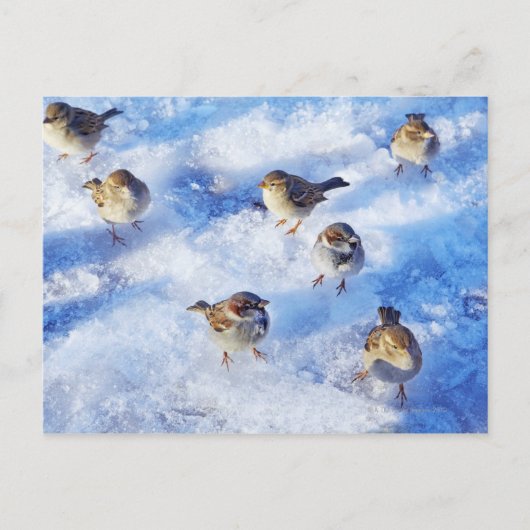 Klok van het huis Sparrows "Passer domesticus" op Briefkaart (Voorkant)