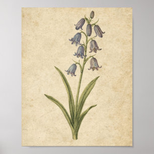 Klokjessteel Botanische Kunst op Warm Papier Poster