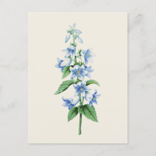  klokkenbloem van Pierre Joseph Redoute Briefkaart