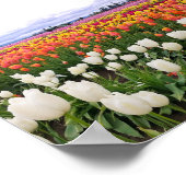 Klomp Tulip Boerderij Poster (Hoek)