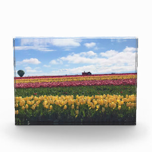 Klomp Tulip Boerderij, Woodburn, Oregon Fotoblokken