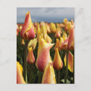 klomp Tulp Boerderij verticaal Briefkaart