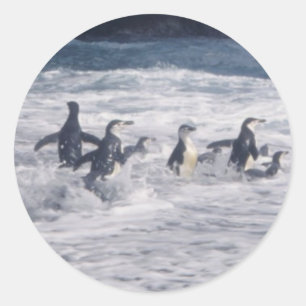 Klooienpinguïns op het surf ronde sticker