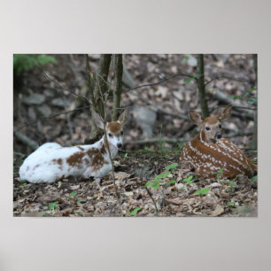 KMCfoto Piebald Deer en Sibling Poster