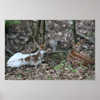 KMCfoto Piebald Deer en Sibling Poster